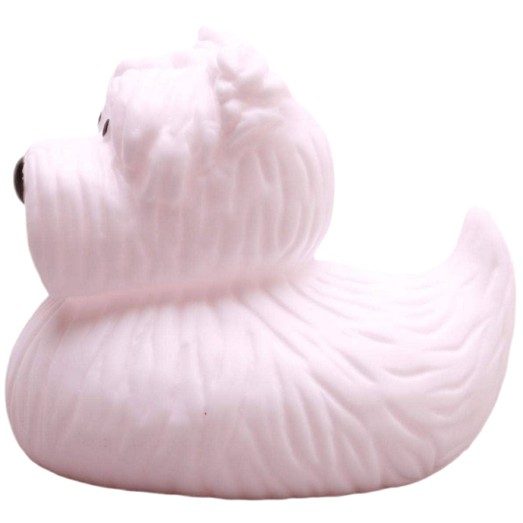 Canard Terrier écossais
