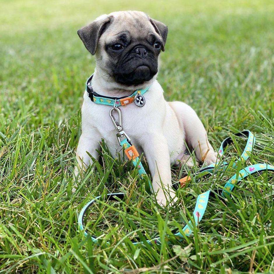 Laisse Multifonction - Canards