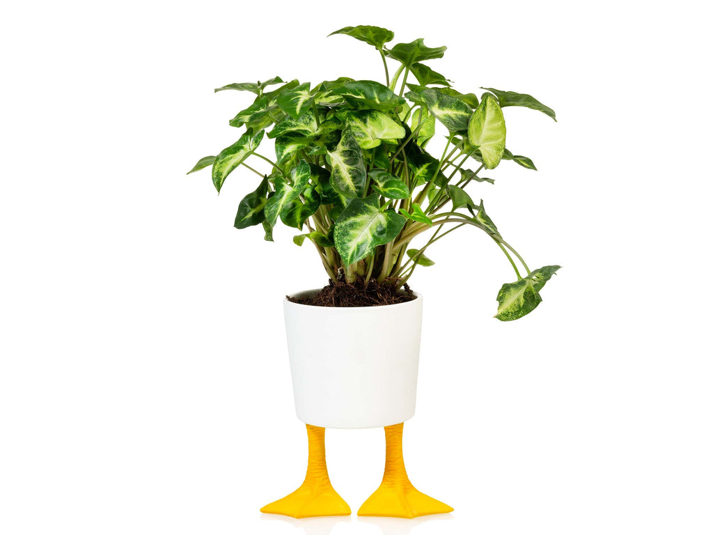 Duck Feet Planter Large