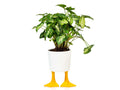 Duck Feet Planter Large