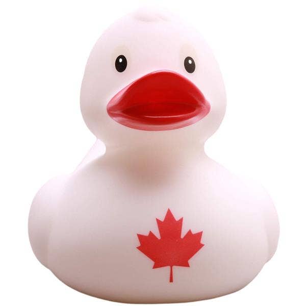 Canada Duck