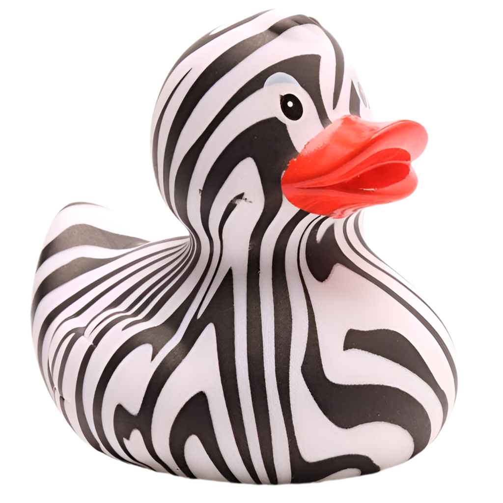 Canard zèbre