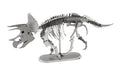 Triceratops Squelette