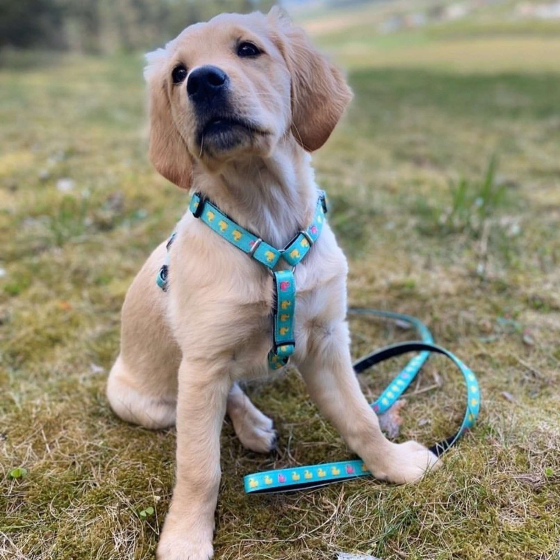 Multifunktionsleine - Enten