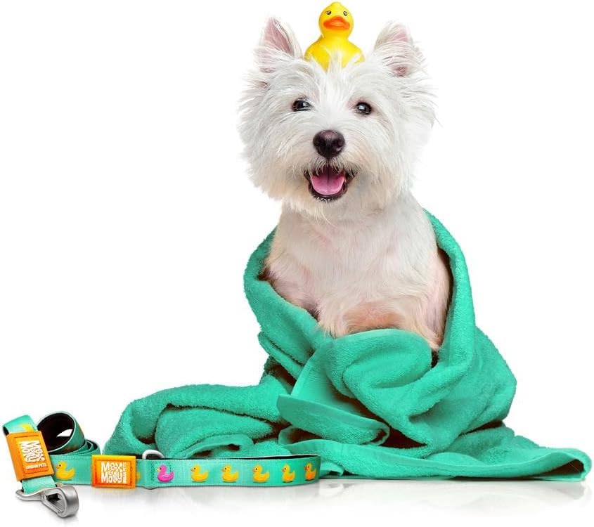 Laisse Courte – Canards