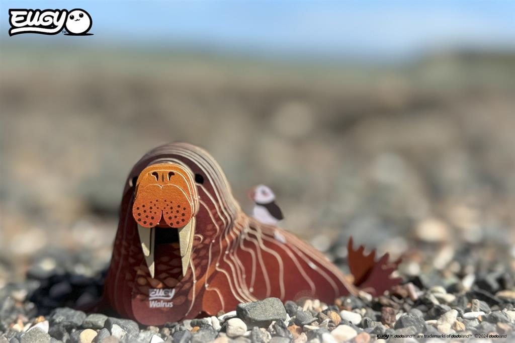 EUGY 3D - Morse