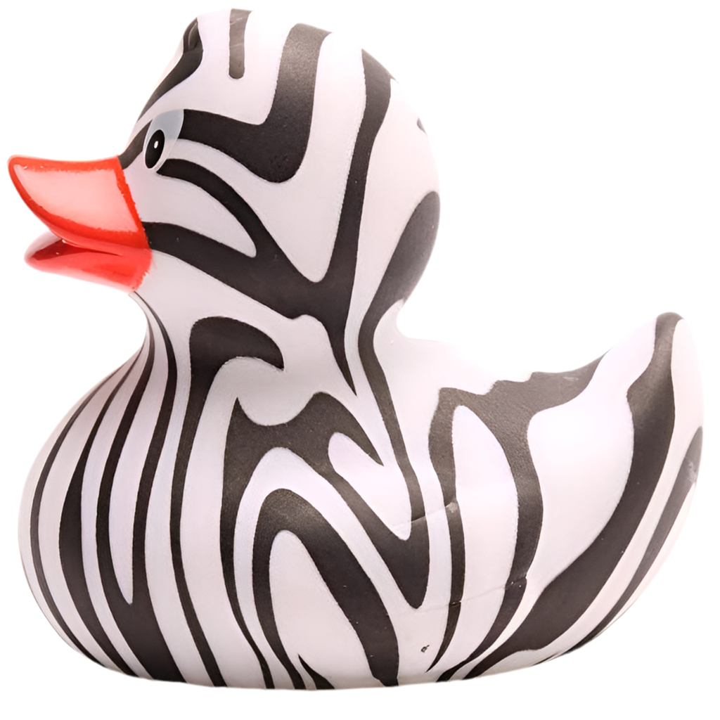 Canard zèbre