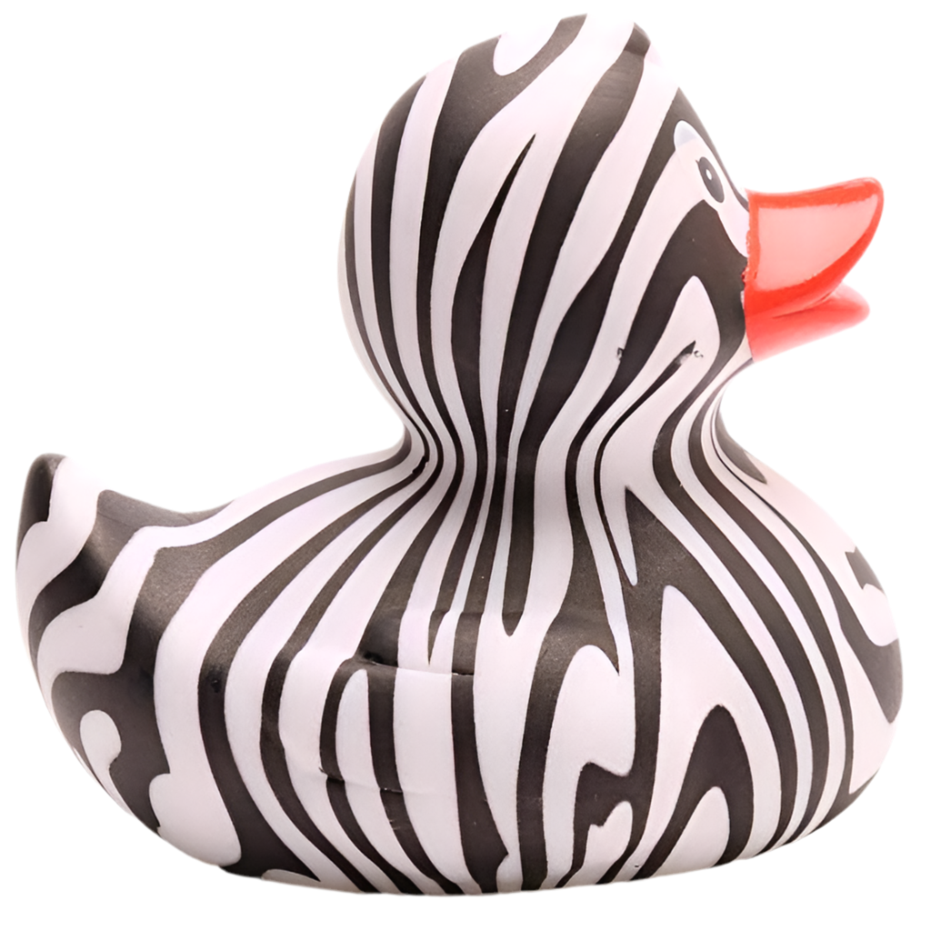 Canard zèbre