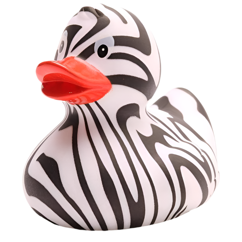 Canard zèbre
