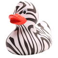 Canard zèbre