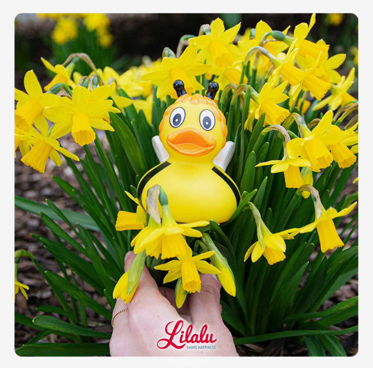 canard-abeille-lilalu