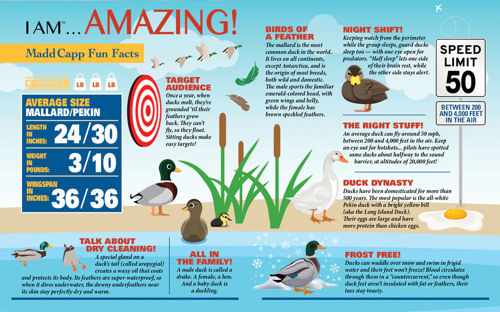 puzzle-canard-colvert-madd-capp