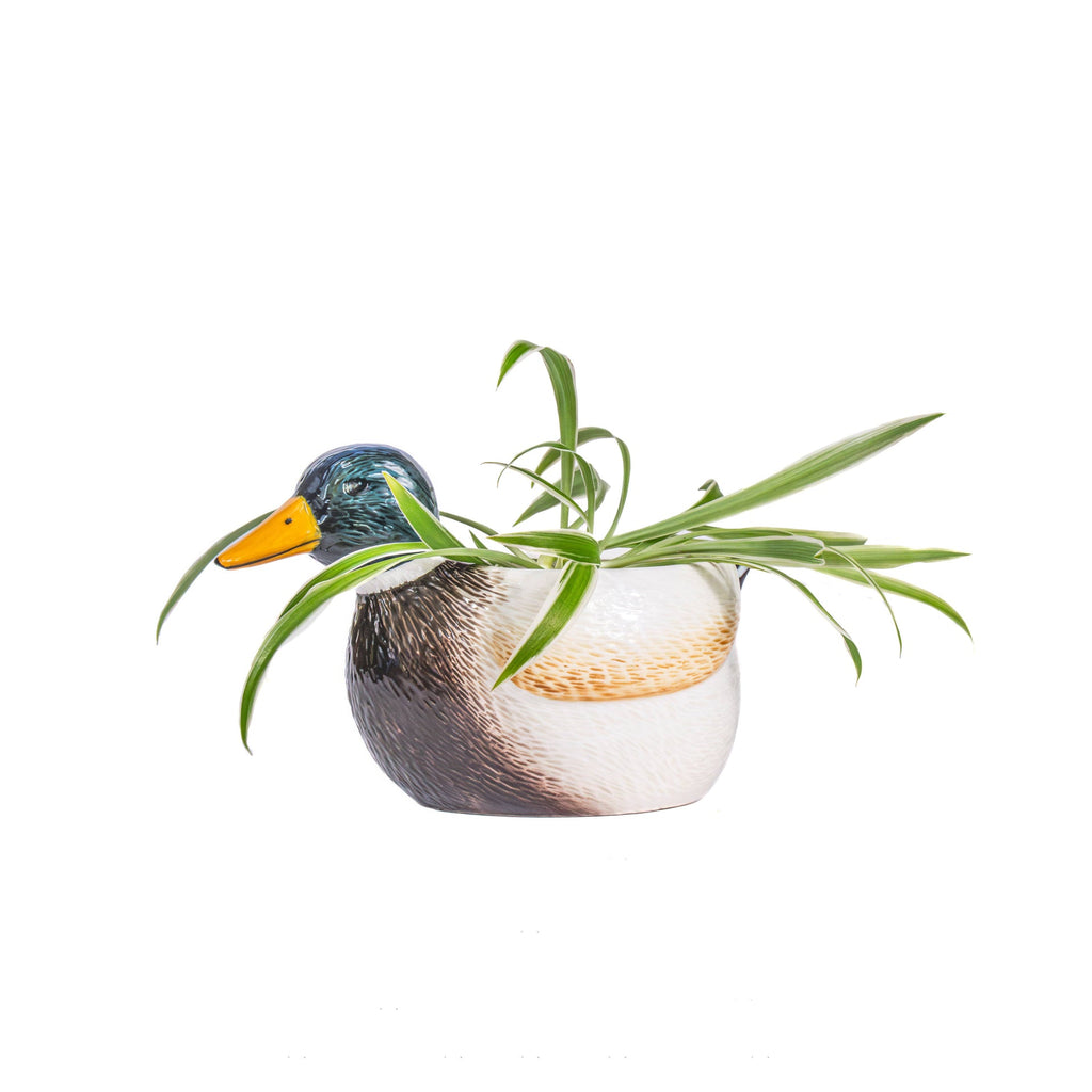 Mini-Stockenten-Pflanzgefäß
