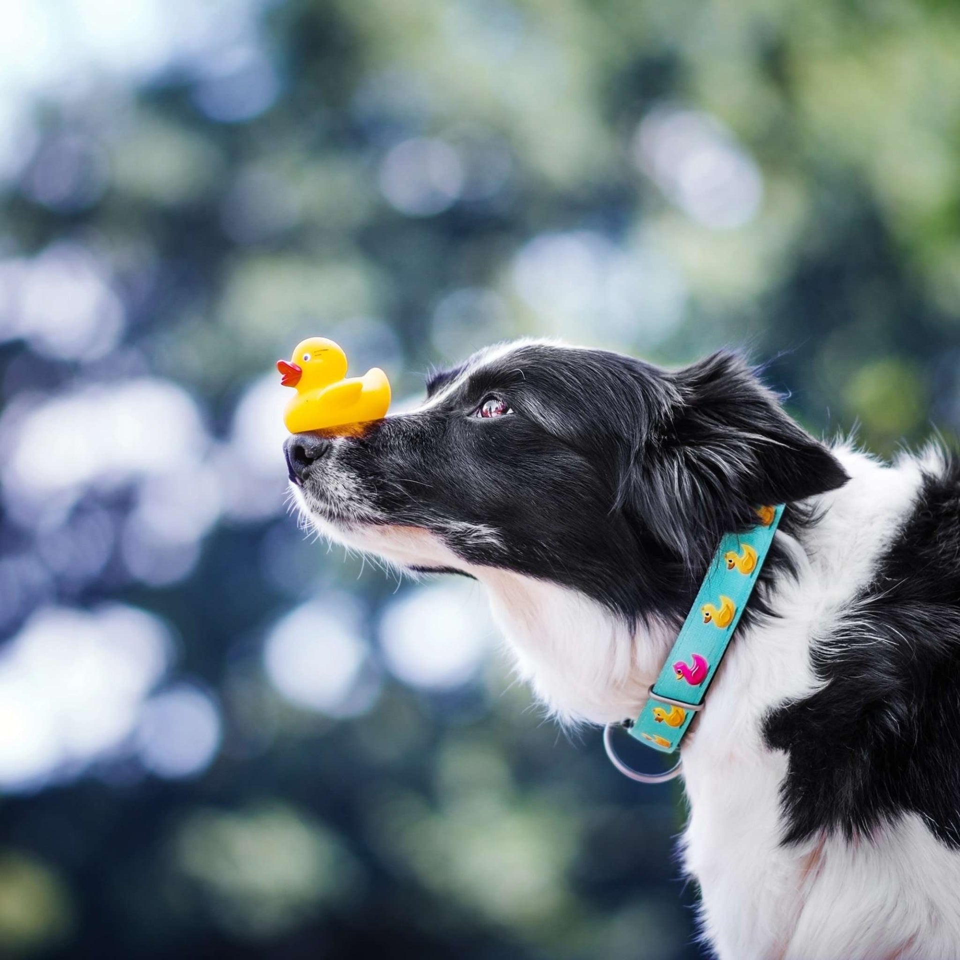 Hundehalsband mit Smart ID - Enten