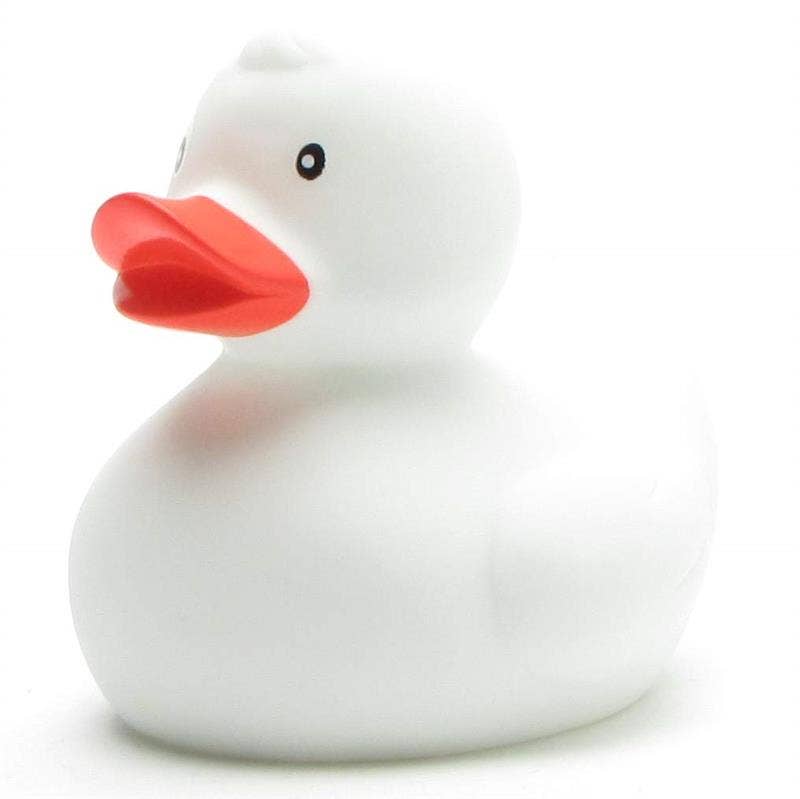 canard classique blanc