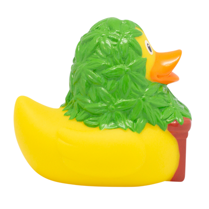 Cannabis duck.