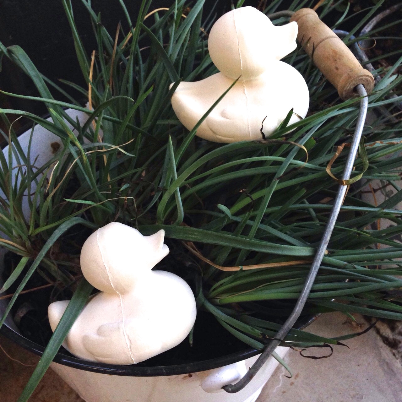 canard-monochrome-blanc-oli-carol