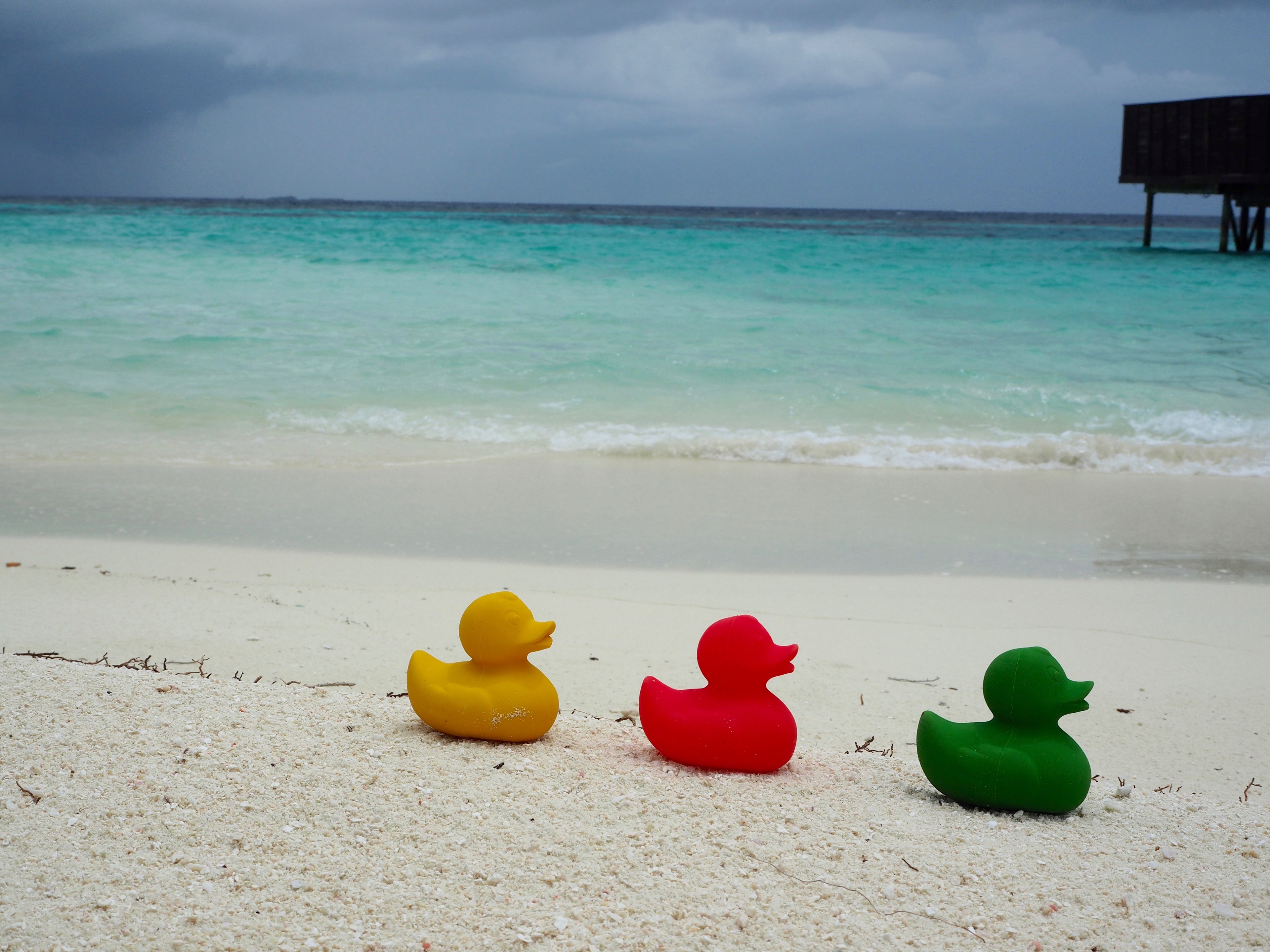 canard-monochrome-jaune-oli-carol